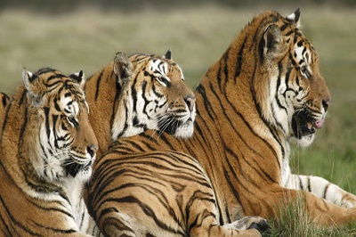 Safari Parks